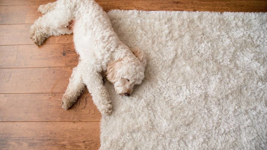 Carpet Cleaning by Total Clean MA