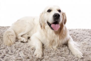 Area Rug Cleaning in Boston, MA