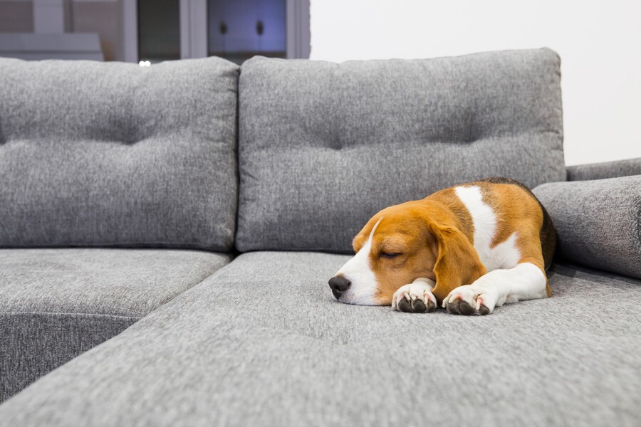 Sofa Cleaning by Total Clean MA